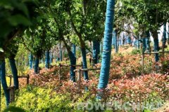 【贾鲁时间】献礼“五一” 贾鲁河工程圆满完成劳动竞赛既定目标任务（图）
